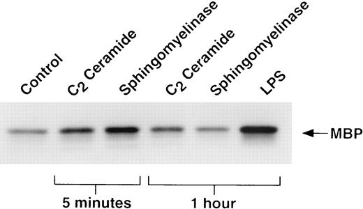 FIGURE 8. C2 ceramide and sphingomyelinase increase ERK 2 kinase activity in alveolar macrophages. Alveolar macrophages were cultured with C2 ceramide (16 μM), bacterial-derived sphingomyelinase (0.4 U/ml) or LPS (1 μg/ml). ERK 2 protein was then immunoprecipitated from the cells and incubated with MBP under phosphorylating conditions. This shows an autoradiograph of radiolabeled MBP run out on a SDS gel. Values are representative of three experiments.