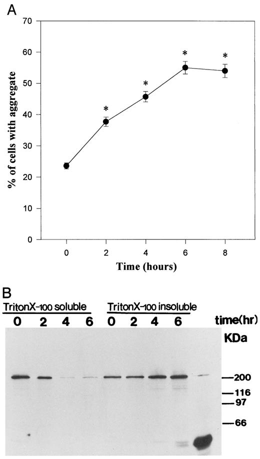 FIGURE 2. Kinetic properties of spectrin aggregate formation in purified T lymphocytes and solubility analysis of spectrin aggregates during fever-range WBH. A, T lymphocytes were isolated from BALB/C mice directly after 2, 4, or 6 h of WBH treatment (0 h indicates control mice) and were stained with anti-spectrin Ab. The percentage of T lymphocytes with spectrin aggregate was quantified by counting a minimum of 200 cells/group. Data are shown as the average values of three experiments ± SE. ∗, p < 0.001 compared with the control value (0 h) using unpaired Student’s t test. B, Cell fractions were prepared from T lymphocytes isolated directly after 2, 4, or 6 h of WBH treatment (0 h indicates control mice), and equivalent protein amounts were loaded onto 7.5% SDS-PAGE gel. Spectrin detection was performed with rabbit anti-spectrin serum in both the Triton X-100-soluble (membrane-associated) and Triton X-insoluble (cytoskeleton-associated) fractions with time of WBH. The last lane shows the positive control, where spectrin was first immunoprecipitated from control T cells; lower m.w. bands are the rabbit IgG used in the immunoprecipitation. The results shown here are representative of three separate experiments.