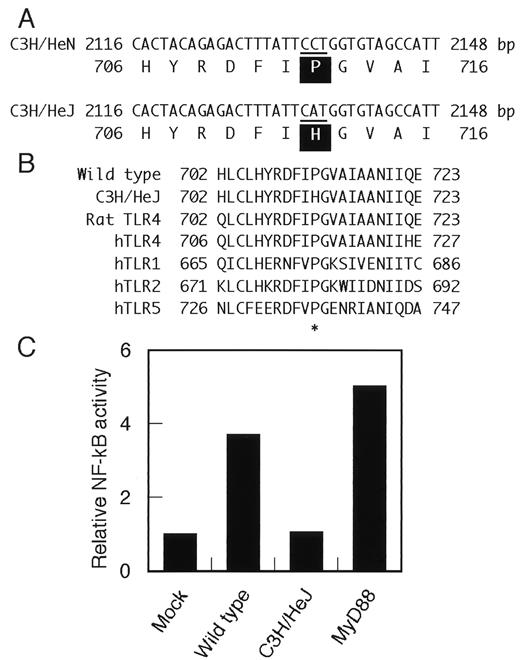 FIGURE 4. A point mutation of the TLR4 gene in C3H/HeJ mice. A, Sequence comparison of mouse TLR4 cDNA obtained from C3H/HeJ and C3H/HeN mice. C3H/HeJ mice had one amino acid replacement (aa residue 712) in intracellular domain compared with wild-type mice. This amino acid residue is thought to be a critical for TLR signaling. B, The amino acid sequences of mouse TLR4 cytoplasmic domain obtained from wild-type and C3H/HeJ mice are aligned to those of other TLR family members (8). C, Two hundred ninety-three cells were transiently cotransfected with the expression plasmid for CD4-TLR4 from C3H/HeN or C3H/HeJ together with NF-κB-dependent reporter gene plasmid. The expression plasmid for MyD88 was used as a positive control (4). A similar result was obtained from another independent experiment.