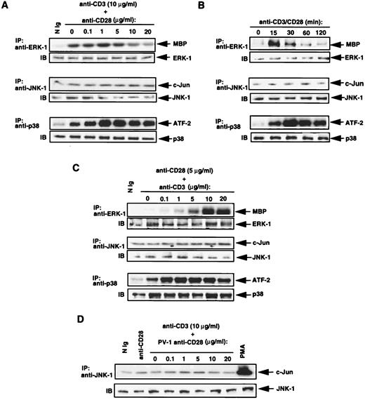 p38 Mitogen-Activated Protein Kinase Mediates Signal Integration of TCR ...