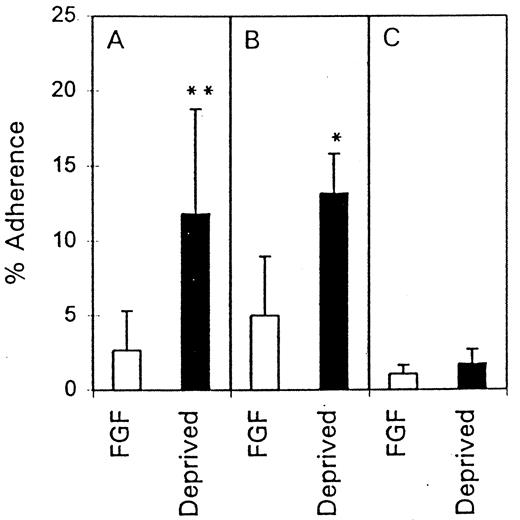 FIGURE 4. U937 binding to serum- and growth factor-deprived HUVEC is dependent on leukocyte but not on EC β1 integrin. HUVEC were serum-deprived for 24 h and U937 adherence determined (A) in the absence or with either (B) HUVEC or (C) U937 pretreated with the anti-β1 mAb P4C10. HUVEC or U937 were incubated with the anti-β1 mAb for 10 min at 37°C, and unbound mAb was removed before the adherence assay was performed. Values represent means ± SEM for three experiments. Adherence to serum-deprived HUVEC (▪) was different from adherence to fibroblast growth factor (FGF)-supplemented HUVEC (□) with no mAb pretreatment (∗, p < 0.05) and with pretreatment of HUVEC (∗, p < 0.05), but not with pretreatment of U937 (p > 0.4).