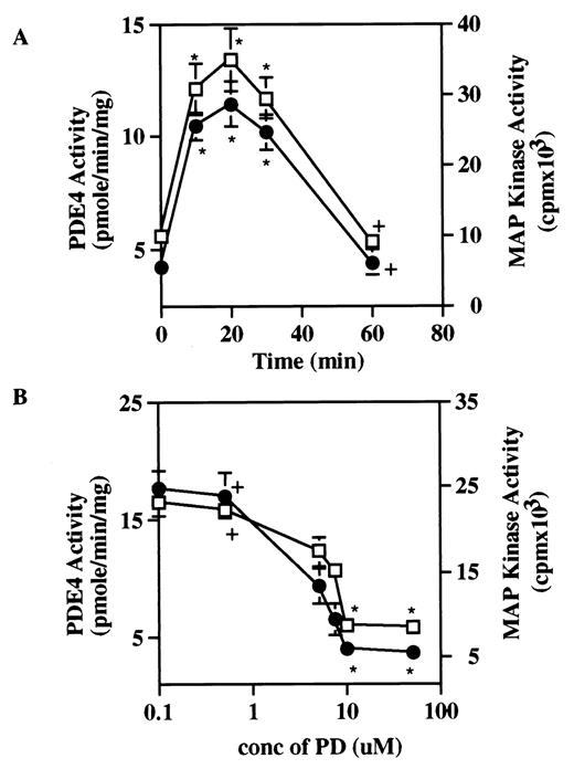 FIGURE 5. Time course of IL-3-induced activation of MAP kinase and PDE4 and inhibition by PD98059. A and B, FDCP2 cells were incubated without and with IL-3 (3 nM) for the indicated times (A) or with the indicated concentrations of PD98059 for 30 min and then IL-3 (3 nM) for 10 min (B). A and B, Cell lysates were assayed for PDE4 activity (□) (i.e., activity inhibited by 0.5 μM rolipram); MAP kinase activity (•) was assessed by phosphorylation of MBP peptide in MAP kinase immunoprecipitates. Results in A and B represent mean values ± SEM from three or more individual experiments. Where not present, SEs were too small to be presented graphically. IL-4 increased MAP kinase and PDE4 in a time-dependent manner; PD98059, in a concentration-dependent manner, inhibited IL-3-induced activation of PDE4 and MAP kinase (∗, p < 0.001; +, p = NS).