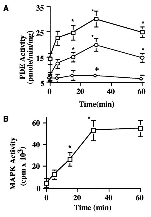 FIGURE 7. Time course of PMA-induced activation of MAP kinase and PDE4. FDCP2 cells were incubated without and with 50 nM PMA for the indicated times. A, Cell lysates were assayed for total PDE activity (□), and PDE3 (⋄) and PDE4 (○) activities. B, MAP kinase activity was assessed by phosphorylation of MBP peptide or MBP (data not shown) by MAP kinase immunoprecipitates. Results in A and B represent mean values ± SEM from three or more individual experiments and indicate that PMA increased total PDE and PDE4 (not PDE3) activities and MAP kinase activity (∗, p < 0.001; +, p = NS). Where not present, SEs were too small to be presented graphically.