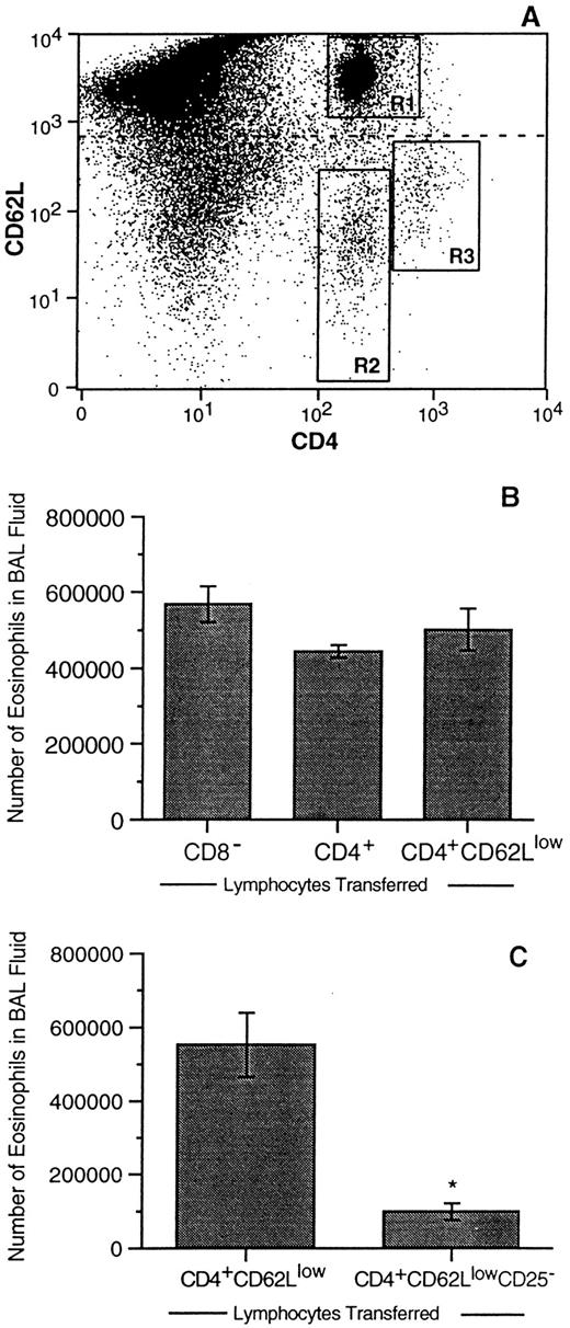 FIGURE 5. CD4+CD62LlowCD25+ cells are capable of transferring eosinophilic lung inflammation. Flow cytometric analysis identifies three subpopulations of CD4+ T cells (A). The majority (85.6%) of CD4+ splenocytes express high levels of CD62L (region 1, R1). CD4+ T cells expressing lower levels of CD62L are subdivided into region 2 (CD4+CD62Llow, R2) and region 3 (CD4highCD62Llow, R3). Adoptive transfer of CD8+-depleted (positive control), CD4+-enriched, and CD4+CD62Llow-enriched cells resulted in no significant (p = 0.161) difference between BAL eosinophil levels in all three groups, indicating that the CD62Llow subset of CD4+ cells is capable of transferring the response (B). Immunomagnetic removal of CD25+ cells from the CD4highCD62Llow subset significantly inhibits (p < 0.05) transfer of the eosinophil response (C).