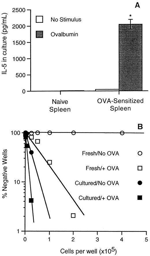 FIGURE 7. Analysis of IL-5 production during a 3-day culture period. After culturing naive or OVA-sensitized splenocytes for 3 days with or without 200 μg/ml OVA stimulus, IL-5 production in culture was determined by ELISA (A). Only OVA-sensitized splenocytes in the presence of OVA secreted IL-5, indicating that IL-5 production occurs in an OVA-specific manner. OVA-specific IL-5-secreting splenocyte frequency was determined by IL-5 limiting dilution analysis (B). IL-5 secretion was detected by ELISA after a 3-day limiting dilution microculture of fresh or cultured splenocytes with or without OVA stimulus. Results are presented as the number of cells per well vs the percentage of wells at each particular dilution that contained no IL-5. Minimal frequency estimates of OVA-specific IL-5-secreting cells within microcultures of fresh cells without OVA stimulus, fresh cells with OVA stimulus, cultured cells without OVA stimulus, and cultured cells with OVA stimulus were <1/1,000,000, 1/94,594, 1/61,425, and 1/8,767, respectively.