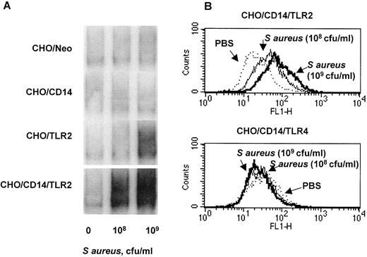 FIGURE 2. TLR2, but not TLR4, expression imparts responsiveness to S. aureus synergistically with CD14. A, CHO/Neo, CHO/TLR2, CHO/CD14, and CHO/CD14/TLR2 were treated with PBS or stimulated with heat-killed S. aureus (108 or 109 CFU) for 45 min. Nuclear extracts from these cells were assessed for the presence of NF-κB using the EMSA. Shown are the NF-κB/32P-labeled probe complexes. B, CHO/CD14/TLR2 and CHO/CD14/TLR4 reporter cell lines that express surface CD25 as a result of NF-κB translocation (15 ) were exposed to either PBS or heat-killed S. aureus for 18 h. The cells were stained with FITC-labeled anti-CD25 mAb and subjected to flow cytometric analysis for transgene expression. Not shown are all cell lines responded equivalently to TNF-α (10 ng/ml) and IL-1β (5 ng/ml).