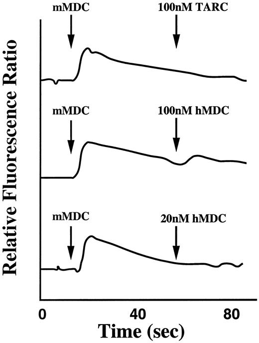FIGURE 2. mMDC-induced calcium mobilization in cells expressing murine CCR4. HEK-293 cells stably transfected with mCCR4 were loaded with fura-2 and stimulated with 50 μl of the conditioned medium containing mMDC and either human TARC or hMDC at the indicated concentrations. Arrows indicate times of application of the chemokines.