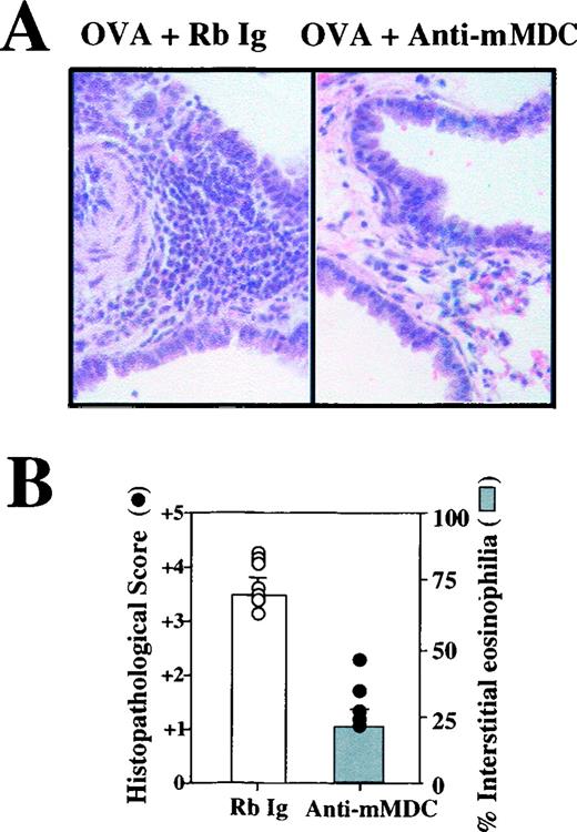 FIGURE 5. Leukocyte accumulation in the lung after mMDC blockage during lung allergic inflammation. A, Representative sections of lungs isolated from mice treated with OVA + rabbit Ig control Ab (Rb Ig) or OVA + anti-mMDC Ab are shown. B, Semiquantitative scoring system was used to estimate the size of lung infiltrates, where +5 signifies a large widespread infiltrate around the majority of vessels and bronchioles, and +1 signifies a small number of inflammatory foci. Each dot represents a single OVA + anti-mMDC Ab-treated mouse (•) or OVA + rabbit Ig-treated control (○). An estimation of the percentage of eosinophils within the infiltrate in OVA + anti-mMDC Ab-treated mice (filled bar) or OVA + rabbit Ig-treated controls (open bar) was made by counting 200 cells in one randomly selected peribronchiolar infiltrate and determining the number of eosinophils present (B). Values are expressed as the mean + SEM.