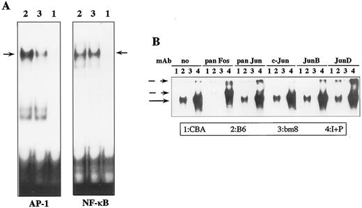 FIGURE 6. Different requirements for induction of NF-κB or AP-1 DNA binding in response to partial agonist. DNA binding was analyzed by EMSA with the use of NF-κB (A) and AP-1 (A, B) specific oligonucleotides. CD8+tgTCR+ cells were cultured with unstimulated APCs for 24 h, and supershifts using anti-Fos or Jun mAb are shown in B. Numbers on graphs correspond, respectively, to: 1, CBA; 2, B6; 3, bm8 unstimulated APC; and 4, ionomycin + PMA stimulation. Full arrow, position of the NF-κB or AP-1 complexes; stippled arrows, position of the mAb supershifted complexes.