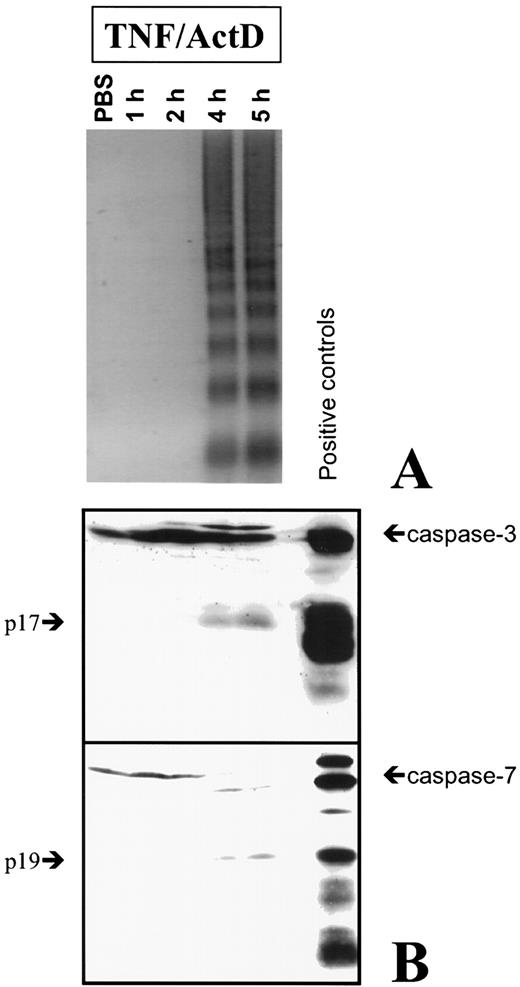 FIGURE 2. DNA laddering and activation of caspases occurs from 4 h after TNF/ActD challenge. Mice were injected i.p. with 0.3 μg TNF + 20 μg ActD. Then, 1, 2, 4, or 5 h after challenge, livers were excised and homogenized. A, Agarose gel (1.8%) from DNA extracted from liver homogenates after ethidium bromide staining. B, Western blot of liver homogenates tested for caspase-3 and -7. Positive controls are caspase-3- and caspase-7-transfected HEK cells. Samples represent pooled homogenates of two mice. Shown is a representative example of at least three independent experiments.
