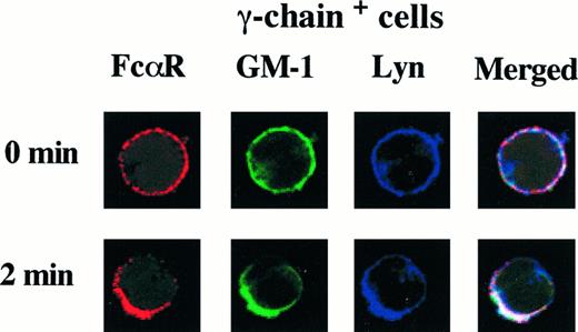 FIGURE 5. Colocalization of FcαR, GM-1, and Lyn in γ-chain+ cells. FcαR expressed on γ-chain+ cells was cross-linked with My43 and Cy3-GAM-IgM (red). Cells were either fixed (0 min) or warmed to 37°C for 2 min before fixation. Cells were then permeabilized with saponin before staining with FITC-ChTx (green) and anti-Lyn, which was detected with Cy5-GAR-IgG (blue). Composite three-color images are shown in panels on far right. Data are representative of two experiments.