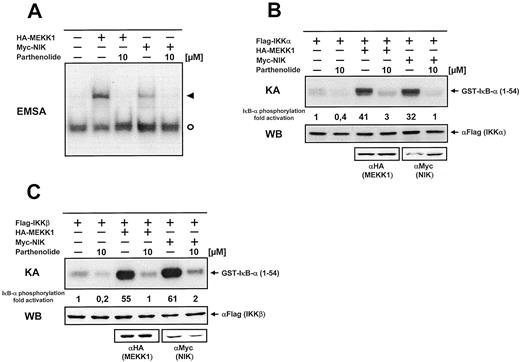 FIGURE 5. Parthenolide inhibits NF-κB DNA binding and IKK activity induced by expression of MEKK1 and NIK. A, HeLa cells were transiently transfected with expression vectors encoding NIK and MEKK1, as shown. Forty hours posttransfection, cells were treated for 2 h with 10 μM parthenolide before determination of NF-κB DNA-binding activity by EMSA. The symbols are as explained in Fig. 1A; a typical experiment is displayed. B, Expression vectors encoding IKKα and the indicated combinations of NIK and MEKK1 were transiently expressed in HeLa cells for 1 day, followed by a treatment with parthenolide for 2 h. Total cell extracts were prepared, and the kinase activity of immunoprecipitated IKKα protein was determined (upper). The immunoprecipitates were also tested for the expression of IKKα by Western blotting. A sample of each lysate was analyzed by immunoblotting for protein expression of transfected MEKK1 and NIK (lower). C, The experiment was done and analyzed, as in B, with the exception that an expression vector encoding IKKβ was used.