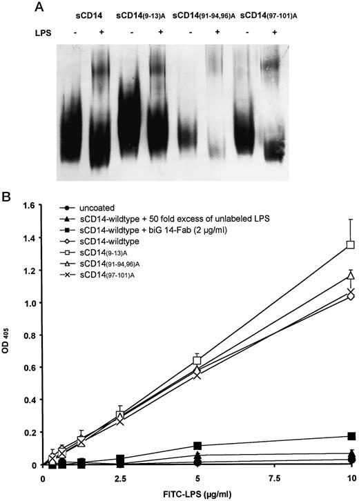 FIGURE 2. A, Binding of LPS (E.coli, LCD 25) to sCD14 and sCD14 mutants. Recombinant proteins were incubated with LPS as described in Materials and Methods and separated by native PAGE. sCD14 was detected by Western blotting using a polyclonal rabbit anti-CD14 antiserum. In the presence of LPS, sCD14 is shifted, indicating formation of LPS-sCD14 complexes. B, Binding of FITC-labeled LPS (E. coli, O55: B5) to sCD14 coupled onto the surface of a 96-well ELISA plate. Wild-type and mutant proteins (5 μg/ml in 50 μl) were bound to the plastic surface by overnight incubation. Serial dilutions of FITC-LPS (0.31–10 μg/ml) were added to the wells in the presence or absence of a 50-fold excess of unlabeled LPS or a Fab fragment of the anti-CD14 mAb biG14 (2 μg/ml). Bound LPS was detected by an alkaline phosphatase-labeled anti-FITC mAb as described. OD405 values are given as difference between the absolute value and the value measured in wells coated with the same mutant but incubated without FITC-LPS. Each data point represents the mean of triplicate measurements. The difference between wild-type and mutant proteins is not significant. The experiment has been repeated three times with similar results.