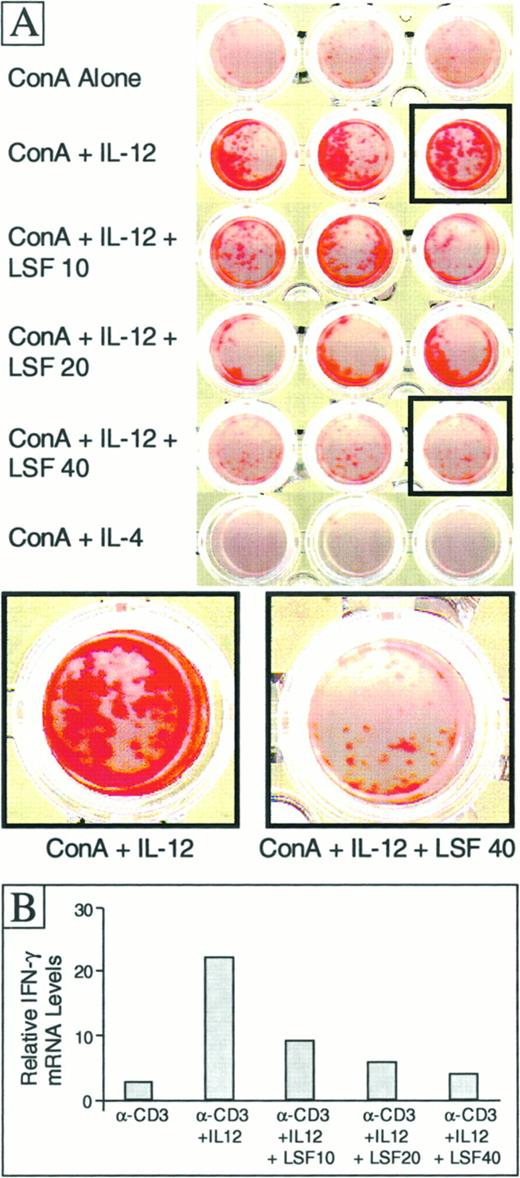 FIGURE 2. LSF inhibits the frequency and potency of IL-12-induced murine Th1 effectors due to lower levels of IFN-γ mRNA. A, Splenic T cells (5 × 105/ml) were stimulated with Con A (2.5 μg/ml) alone or with 1 ng/ml IL-12 in the absence or the presence of increasing LSF concentrations. Alternatively, T cells were stimulated with Con A, 5 ng/ml IL-4, and anti-IFN-γ (2 μg/ml). After 7 days, equal numbers of viable T cells were restimulated with Con A alone for 48 h in wells coated with anti-IFN-γ before ELISPOT analysis and colorimetric development. Triplicate wells for each priming condition are shown (black boxed areas indicate higher magnification of IL-12- and LSF-treated wells, as indicated). B, Splenic T cells were primed with Con A, IL-12, and LSF as described for A, except that cells were restimulated with Con A in 100-mm petri dishes for 24 h before harvesting cells and extraction of total RNA. The levels of IFN-γ mRNA were quantitated using the Riboquant RNase protection kit.