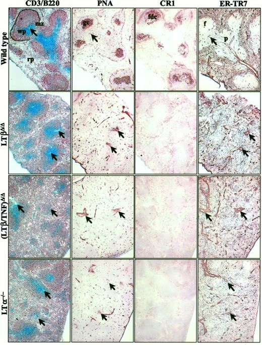 FIGURE 3. Immunohistology of spleen. Serial frozen sections of spleens from SRBC-immunized mice were stained with the indicated Abs. The images are grouped in rows by genotype and in columns by label. In the left column, CD3 is blue and B220 is red. Original magnification, ×100. wp, white pulp; rp, red pulp; mz, marginal zone; gc, germinal center; fdc, follicular dendritic cell network; p, periarteriolar lymphoid sheath; f, B cell follicle. Arrows indicate positions of central arterioles.