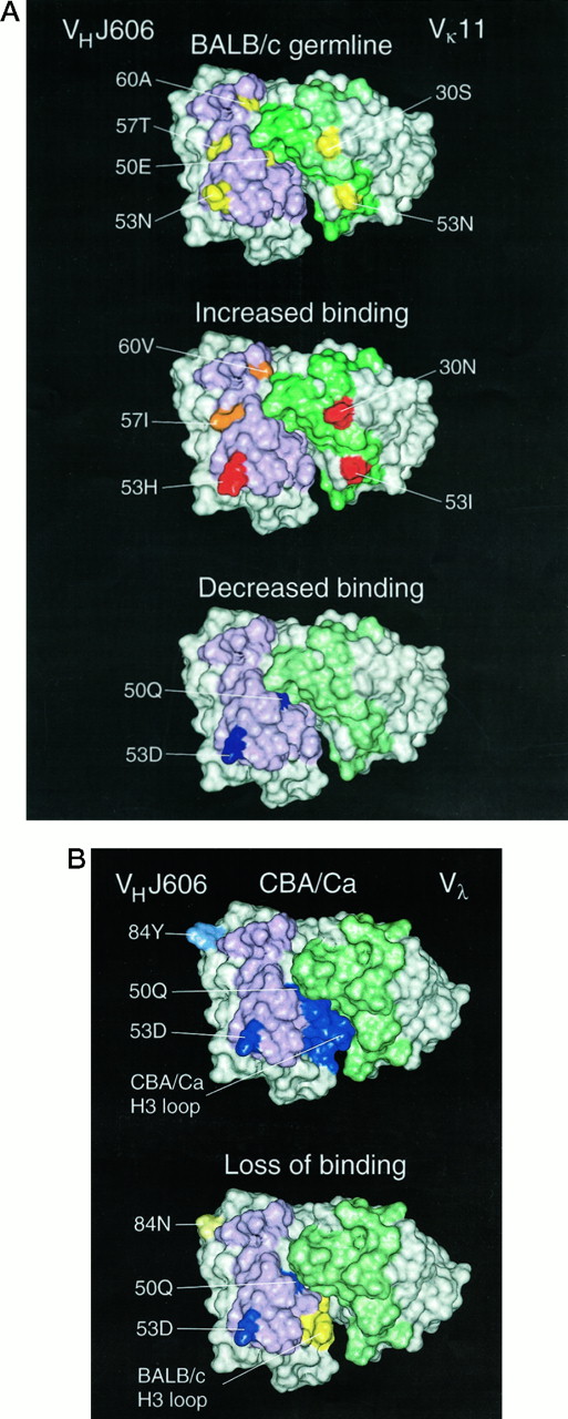 Mutational Analysis of Avidity and Fine Specificity of AntiLevan