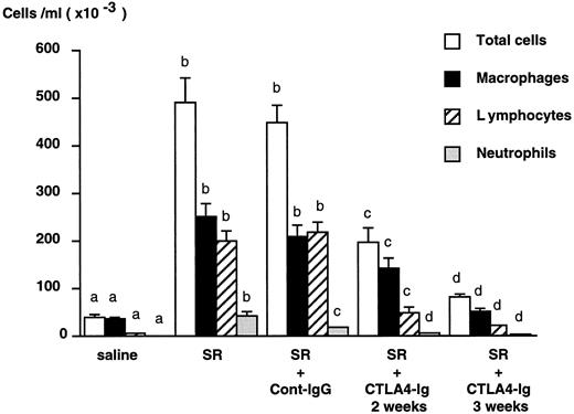 FIGURE 1. Effect of CTLA4-Ig on BAL cells. CTLA4-Ig treatment starting 1 wk after exposure to the Ag markedly diminished the total number of cells, mainly lymphocytes, compared with control IgG2a-treated mice (p = 0.001). Administration of CTLA4-Ig throughout Ag exposure had an even greater inhibitory effect on the cellular response to SR. Results are expressed as mean ± SEM from 10 animals in each group. For each cell population, columns with different letters are significantly different.