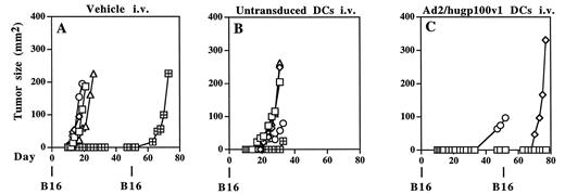 FIGURE 6. Induction of long-term antitumor protection by Ad2/hugp100v1-transduced DCs. Groups of five C57BL/6 mice were injected i.v. with vehicle (A), 5 × 105 untransduced DCs (B), or 5 × 105 Ad2/hugp100v1-transduced DCs (C). The animals were challenged 15 days later with a s.c. injection of 2 × 104 B16 melanoma cells. Results shown depict tumor growth in individual animals over time. All animals that were still tumor-free 50 days after B16 challenge received a second injection of B16 cells to test for immunological memory. Results are representative of six separate studies using five to eight mice per group.