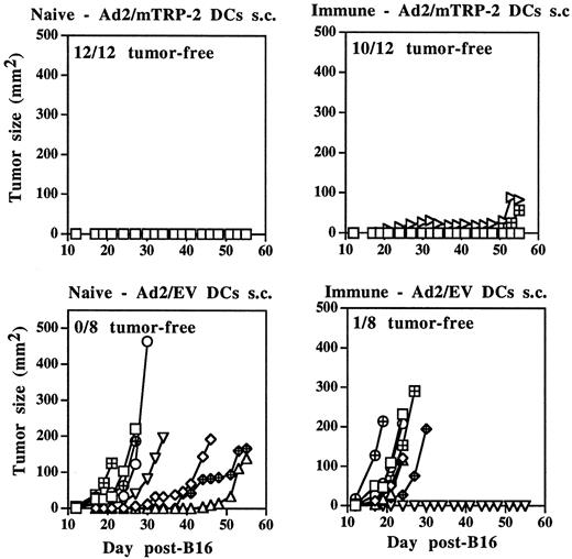 FIGURE 8. Immunization with Ad vector-transduced DCs in animals with preexisting immunity against Ad. Groups of 12 naive or 12 Ad-immune mice were immunized s.c. with 5 × 105 Ad2/mTRP-2-transduced DCs. In parallel, groups of 8 naive or 8 Ad-immune mice received the same number of DCs transduced with Ad2/EV as a negative control. The ELISA titers of Ad-specific Abs present in immune serum collected the day before DC immunization ranged from 12,800 to 51,200. All mice were challenged s.c. with 2 × 104 B16 cells 15 days after administration of DCs. The kinetics of tumor growth are depicted for each individual animal.