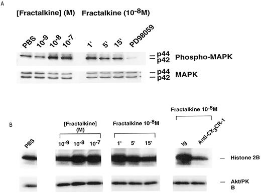 FIGURE 4. Activation of intracellular signaling in microglia. Western blot analysis of whole cell lysates obtained from microglia treated with increasing doses of fractalkine. Also shown is a time response with 10 nM fractalkine. A, Rabbit polyclonal anti-active MAPK Ab was used. Equal loading of protein was determined using polyclonal p42/p44 MAPK Abs. The phosphorylated species were visualized using enhanced chemiluminescence reagent and Biomax MR autoradiography film. B, PKB immunoprecipitates from the various cell lysates were subjected to kinase reactions using histone 2B as an exogenous substrate, resolved on 16% Tris-glycine gels, and visualized by autoradiography.