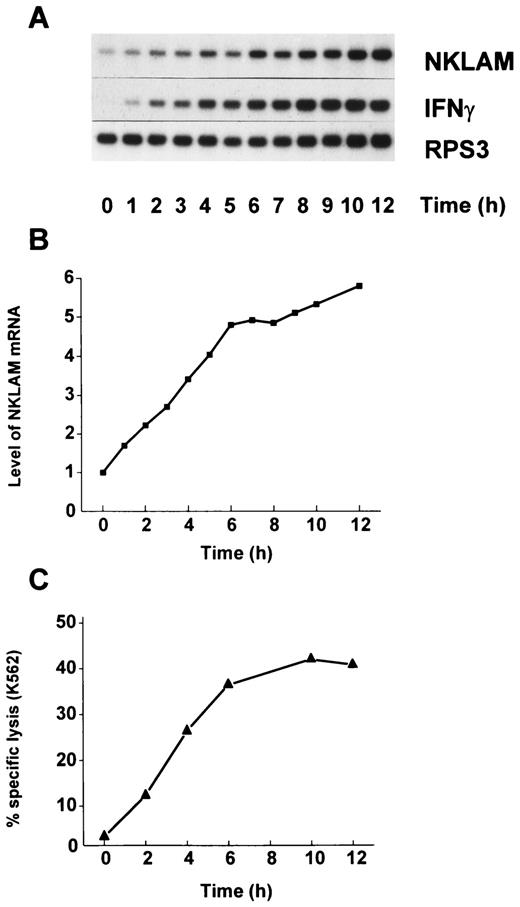 FIGURE 5. Correlation between IL-2-stimulated cytolytic activity and IL-2-stimulated induction of NKLAM mRNA in NK3.3 cells. A, Northern blot analysis of IL-2 induction of NKLAM mRNA in NK3.3 cells. Cells were stimulated with 200 U/ml of IL-2 for the times indicated and treated as described in Fig. 4A. B, Quantitative analysis of the kinetics of IL-2 induction of NKLAM mRNA was performed as described in Fig. 4B. C, Kinetics of IL-2 stimulation of cytolytic activity in NK3.3 cells. Lysis of K562 at an E:T cell ratio of 20:1 was assessed as described in Fig. 4C.