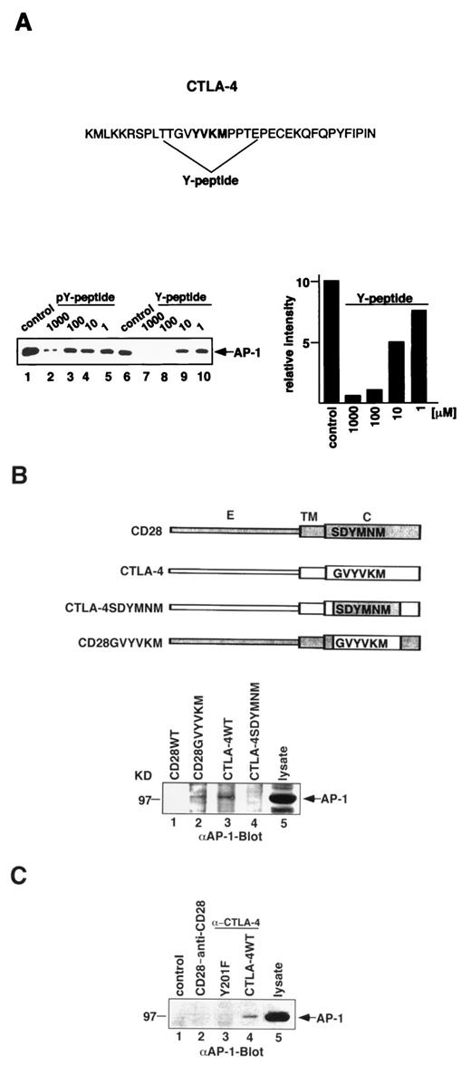 FIGURE 2. The AP-1 complex binds to a tyrosine-based motif in CTLA-4. A, Peptide competition of AP-1 binding. Peptide corresponding to the YVKM motif competes with the photoreactive *YQTI peptide for AP-1 binding. Phosphorylated YVKM peptide in the range of 1–100 μM did not dissociate the complex between AP-1 and *YQTI (lanes 3–5). At 1000 μM, a competition was noted (lane 2). Nonphosphorylated peptide could compete in a range of 1–1000 μM for the association between AP-1 and *YQTI peptide (lanes 7–10). *YQTI/AP-1 complexes served as positive controls (lanes 1 and 6). B, Chimeric CD28 receptor with CTLA-4GVYVKM motif binds AP-1. DC27.10 cells transfected with human CD28 (hCD28), human CD28 with the cytoplasmic SDYMNM motif exchanged for the CTLA-4 GVYVKM motif (CD28-CTLA-4(GVYVKM) chimera), or human CTLA-4 in which the cytoplasmic GVYVKM motif has been exchanged for the CD28 SDYMNM motif (CTLA-4-CD28(SDYMNM) chimera) were lysed and immunoprecipitated with either anti-CD28 (lanes 1 and 2) or anti-CTLA-4 mAbs (lanes 3 and 4). The precipitates were subjected to immunoblotting with anti-γ-chain antiserum. The corresponding band recognized in cell lysate served as a positive control (lane 5). C, The Y201F mutant of CTLA-4 fails to bind AP-1. DC27.10 cells transfected with vector, human CD28, CTLA-4Y201F mutant, or CTLA-4WT were lysed and immunoprecipitated with anti-CD28 (lane 2) or anti-CTLA-4 (lanes 1, 3, and 4) mAbs. The precipitates were subjected to immunoblotting with anti-γ-chain antiserum. The corresponding band recognized in cell lysate served as a positive control (lane 5).
