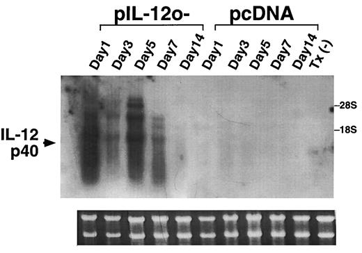 FIGURE 7. Gene expression of the p40 subunit at the site of injection after a single injection of pIL-12o− or control vector. The skin from the site where the DNA was injected was harvested at various time points. Total RNA was hybridized with a digoxigenin-labeled mouse p40 antisense riboprobe. After stringent washing, the membrane was exposed to x-ray film for 1 h.