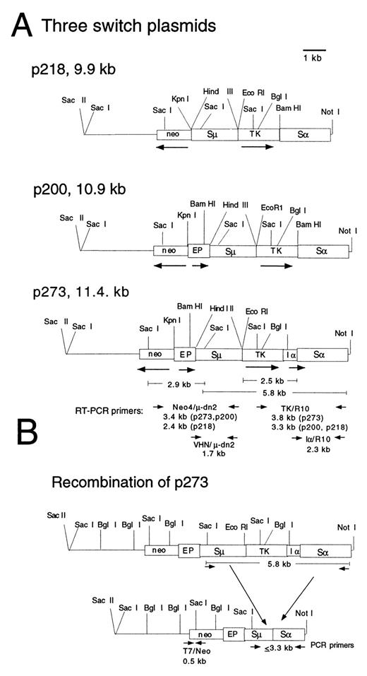FIGURE 1. A, Maps of three switch plasmids. Plasmids consist of the following fragments: EP, 1.0 kb Ig μ intron enhancer/VH promoter casette; Sμ, 1.8-kb HindIII fragment containing tandem repeats; TK, a 1.8-kb segment containing an herpes virus TK gene and its promoter; Iα, 0.5-kb segment containing nucleotides from −489 to +46 relative to the first RNA initiation site for germline α RNA; and Sα, 2.1-kb HaeIII fragment containing tandem repeats. Arrows indicate transcriptional orientation of fragments. The thin line indicates the pBluescript SK− vector backbone. The sizes of segments discussed in the text are indicated. The probes used in the Southern analyses correspond to the labeled segments in the figure. The primers used for the RT-PCR analysis of transcripts from the transfected plasmids are diagrammed beneath the p273 map. B, Diagram of switch recombination in p273. Arrows indicate the location of the μ-1A, μ-2 and μ-3 Sμ primers (indistinguishable on this map) and also the location of the R10 and R10B Sα primers used for assaying recombination by PCR and for amplifying segments for sequence analysis. The segment detected in unrearranged p273 (5.8 kb) and the segments detected in plasmids that have undergone Sμ-Sα recombination (≤3.3 kb) are indicated. The location of the T7 and Neo primers for amplifying a 550-bp fragment from the neor gene are indicated with arrows.