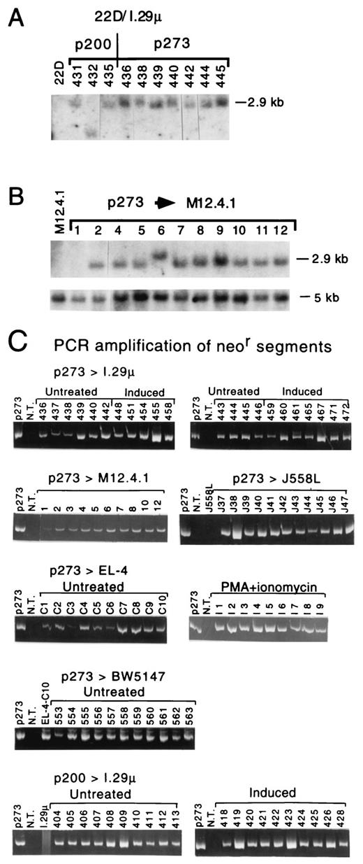 FIGURE 2. Blots of genomic DNA from stable p200- and p273-transfected cell lines hybridized with a neo probe. A. Lanes from one blot of SacI-digested genomic DNA from I.29μ lines stably transfected with p200 or p273. Deleted lanes contained DNA that was only partially digested with SacI. B. Lanes from one blot containing p273-transfected M12.4.1 cell lines. Although clone 1 appears to have deleted the neor gene, in this blot, the PCR analysis in C demonstrates a low amount of the fragment is present. Beneath the panel showing the neo gene hybridization is a panel from the identical blot hybridized with the TK probe, showing the 5-kb endogenous TK gene as a DNA loading control. Additional TK bands due to the plasmid (of approximately equal intensity to the genomic bands) were present in 6 of the 11 stably transfected clones shown here. M12.4.1 clones analyzed here are the same as those analyzed in Fig. 9: clone 1 = 363, 2 = 364, etc.) C. Ethidium bromide stained gels showing PCR amplification of 550-bp neor gene fragments from stably transfected clones. Lanes labeled p273 contain the product from 100-pg p273, N.T., product from no added template, lanes J558L and I.29μ are products from untransfected cellular DNA. Four percent of each reaction product was loaded onto the agarose gel.