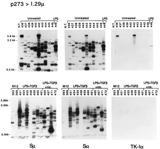 FIGURE 3. Southern blot of PCR products from I.29μ cells transfected with p273. The left-most two lanes of the lower panels contain PCR products from p273-transfected M12.4.1 clones. Blots of PCR products were hybridized with the TK-Iα probe first (right panels), then with either the Sμ probe (left panels) or the Sα probe (middle panels), followed by the other S region probe. All three probes were labeled to a similar specific activity (50 × 106 cpm per 25 ng), and approximately equal amounts of cpm were used for hybridization. Most of the fragments in these blots were not visible by ethidium bromide staining (data not shown). The sizes of Sμ-Sα fragments lacking TK and Iα segments should be ≤3.3 kb. The 5.8-kb band is the product from intact unrecombined plasmid. Dots next to bands on the left panels indicate fragments that were also detected with the Sα probe, but not with the TK-Iα probe. These data are summarized in Table I. The reason the DNA samples are not numbered sequentially is because some of the samples were depleted during the many genomic Southern blotting and PCR experiments performed during development of the assay. Results obtained from these depleted DNA samples did not differ from the samples shown.