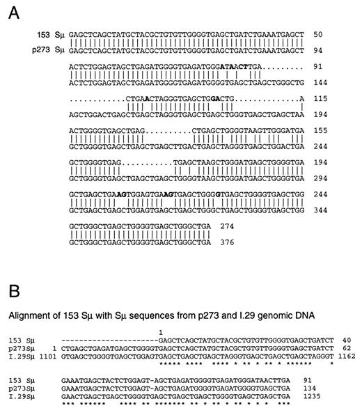 FIGURE 6. A. Nucleotide sequence of PCR products from clone 153 (p273-transfected I.29μ cells treated with LPS and TGF-β1). Alignment of the Sμ sequence of the PCR products (GenBank accession no. AF069380) with the p273 Sμ sequence, beginning at the SacI site. There is no nucleotide identity between the Sμ and Sα segments at the junction (see Fig. 4). The computer program generated the alignments by minimizing the mutations and gaps; thus, the alignment may not represent the true events and some of the differences in sequences may be due to choice of gap positions. Nine nucleotides in the 153 sequence that differ from the p273 sequence and are in regions where the alignments are convincing are in bold type. Alignments were obtained using the BestFit program of GCG software (Genetics Computer Group). Other alignments are possible and were obtained using the GCG program GapAlign or Clustal 1.4. B, Alignment of the first 91 nt of 153 Sμ with Sμ sequences from the p273 and I.29 genomic DNA. Alignment of the first 91 nt 3′ to the SacI site in 153 Sμ with the p273 (BALB/c) and I.29μ Sμ sequences (MUSIGHMY) by the Clustal 1.4 program. ∗, Positions that are identical between all three sequences. By using two different GCG programs which weigh gaps differently, we found that the overall homology of the 153 Sμ sequence with the comparable region in the I.29 Sμ sequence was lower than with the BALB/c Sμ segment present in p273 (89% or 90% vs 93% identity with p273 Sμ), and that wherever the 153 sequence differed from the p273 Sμ sequence, it never matched the I.29μ endogenous Sμ sequence. Although the entire Sμ segment of the 153 sequence was compared by the GCG sequence alignment programs to derive the percent identity given above, it is impossible to be confident of any one alignment 3′ to position 91 due to deletions in the 153 sequence and differences in the genomic sequences of the two mouse strains. In all cases, however, the conclusions are the same, that wherever the 153 sequence differs from the p273 sequence, it does not match the I.29μ genomic Sμ sequence.