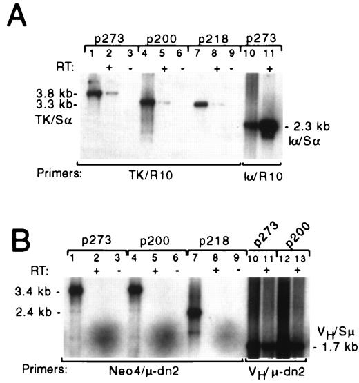 FIGURE 8. RT-PCR products of transcripts from p273, p200, and p218 transiently transfected into I.29μ cells. Autoradiographs of agarose gels of RT-PCR products from plasmid p273, p200, and p218 transfected into I.29μ. A, PCR products of cDNA obtained from reverse transcriptase reactions primed with the R10 primer. Positive controls for the PCR amplification are the input plasmid DNAs amplified with TK/R10 primers (lanes 1, 4, and 7) or with the Iα/R10 primers (p273 only). Lanes 2, 5, and 8 are the RT-PCR products of RNA from I.29μ cells transfected with p273, p200, or p218, respectively. Lane 11 shows the PCR products of the same RT reaction of p273-transfected cell RNA as shown in lane 2, but amplified with Iα/R10 primers. Lanes 3, 6, and 9 are the PCR products from mock reactions performed without reverse transcriptase. Equal portions of all the RT-PCRs and of the PCRs of input plasmid are loaded. B, PCR products of cDNA obtained from reverse transcriptase reactions primed with the μ-dn2 primer. The lanes correspond to those in A, except the primers are Neo4/μ-dn2 for lanes 1–9 and 5′VHN/μ-dn2 for lanes 10–13. Positive controls for the PCR are input plasmid DNAs amplified with the Neo4/μ-dn2 primers (lanes 1, 4, and 7) or with the 5′VHN/μ-dn2 primers, p273 and p200 (lanes 10 and 12).