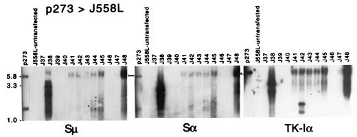 FIGURE 10. Southern blots of PCR products from J558L plasmacytoma cells transfected with p273. The cells were not treated with inducers of class switching. The 5.8-kb full-length Sμ-TK-Iα-Sα segments are indicated with an arrow. The bands that hybridize with both Sμ and Sα probes but not with the TK-Iα segment are indicated with dots on the Sμ blot.