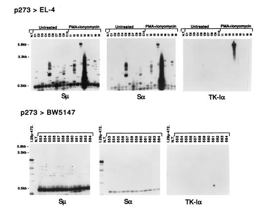 FIGURE 11. Southern blots of PCR products from p273-transfected EL-4 and BW5‘47 T cell clones. The transfected cells were treated as indicated. Fragments that were detected by both the Sμ and Sα probes but not with the TK-Iα probe are indicated with dots on the Sμ blots. The 0.5-kb bands are indicated but the dots are not visible. The left-most lanes of the bottom panels contain PCR products from the I.29μ clone 472, transfected with p273, to be able to compare the intensity of the signals for BW5147 and I.29μ-transfected cells.