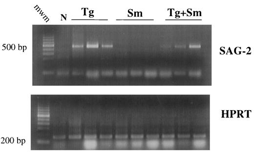 FIGURE 11. Presence of tachyzoite SAG-2 mRNA is not significantly altered by ongoing Sm infection. Liver RNA from mice infected 9 days (Tg) and 58 days (Sm) previously was isolated and subjected to RT-PCR-mediated amplification of transcripts for the tachyzoite surface protein SAG-2 (p22). Amplification of HPRT gene transcripts served as a control for input cDNA levels. Each lane represents RT-PCR amplification of cDNA from a single mouse. Lane N, liver from a noninfected control animal.