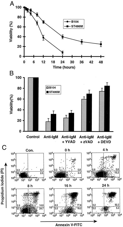 FIGURE 1. Characteristics of cell death induced by BCR ligation. A, Kinetics of cell death. Cell death after BCR ligation on B104 and ST486-M cells was evaluated by the MTT assay at the times shown. The error bars represent SDs. B, Effect of caspase inhibitors on cell death. B104 and ST486-M cells were preincubated for 2 h with buffer, zYVAD-fmk, zVAD-fmk, or zDEVD-fmk (100 μM) before BCR ligation. Cell death was evaluated by the MTT assay 18 h (B104 cells) or 36 h (ST486-M cells) later. Bars denote SDs. C, PS exposure on the cell surface after BCR cross-linking on B104 cells. PS exposure was assessed at various times after BCR ligation by flow cytometry on cells stained with FITC-labeled annexin V and counterstained with PI. The proportion of cells in each of the four sectors is indicated.