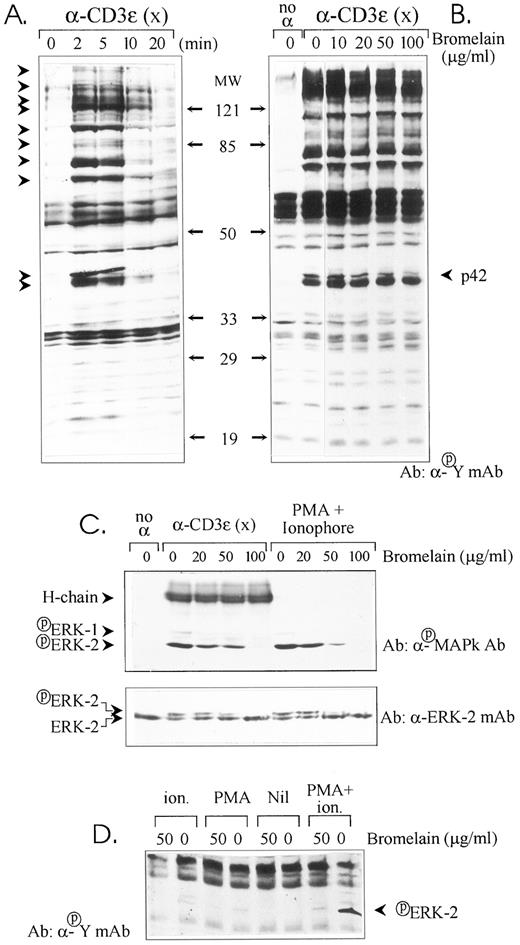 FIGURE 1. The effect of bromelain on TCR-induced or PMA plus ionophore-induced substrate tyrosine phosphorylation. A, T cells were stimulated with cross-linked anti-CD3ε mAb for 0–20 min. B and C, T cells were treated with bromelain (0–100 μg/ml) for 30 min, washed, and then stimulated with cross-linked anti-CD3ε mAb or combined PMA plus ionophore for 5 min. D, T cells were treated with bromelain or mock-treated with PBS, washed, and then stimulated with either PMA alone, ionophore alone, or PMA plus ionophore for 5 min. Following stimulation, cells were lysed, and postnuclear supernatants were subjected to SDS-PAGE and immunoblotted using anti-phosphotyrosine mAb, phospho-specific MAPK Ab, or anti-ERK-2 mAb, as indicated. Arrowheads denote anti-CD3ε mAb-induced tyrosine phosphorylation. Results shown are from one experiment that is representative of five conducted.