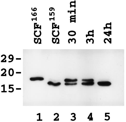 FIGURE 6. Western blot analysis of cleavage products of 18.6-kDa SCF1–166 generated by mast cell chymase. Lane 1, SCF1–166; lane 2, HPLC purified SCF1–159; lanes 3–5, time course of mast cell chymase hydrolysis of SCF1–166. SCF1–166 (0.1 μg) and mast cell chymase (0.1 μM) were incubated at 37°C for the times indicated. The reaction was stopped by addition of PMSF at a final concentration of 3 mM. Western blot analysis was performed as described in Materials and Methods, using mAb 7H6 anti-SCF. Samples were electrophoresed on a 15% SDS-PAGE gel transferred to Immobilon-P membrane using a Transblot cell.