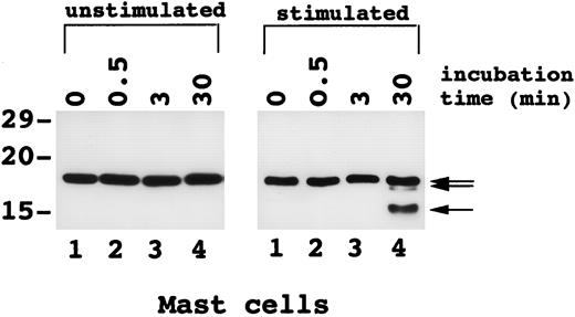 FIGURE 9. Western blot analysis of cleavage products of SCF1–166. Purified HLMC (2 × 105 mast cells) challenged with anti-IgE (1 μg/ml) or buffer (unstimulated) for 10 min at 37°C were incubated with rhSCF1–166 (5 μg) at 37°C for different intervals (30 s to 30 min). HLMC were centrifuged (1000 × g, 2 min, 22°C), and supernatants were electrophoresed on a 15% SDS-PAGE gel and transferred to Immobilon-P membrane using a Transblot cell. mAb 7H6 anti-SCF was used for Western blot analysis.