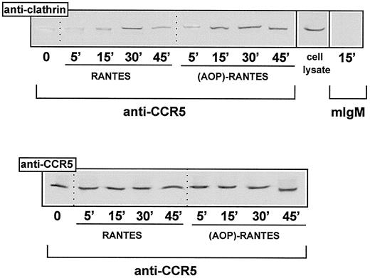 FIGURE 6. Clathrin association to CCR5 after RANTES or (AOP)-RANTES activation. RANTES (10 nM)- or (AOP)-RANTES (10 nM)-induced CCR5-transfected HEK 293 cell lysates were immunoprecipitated with anti-CCR5 mAb, CCR5-03, and developed in Western blot with an anti-clathrin H chain mAb (upper panel). The Mr of clathrin H chain is 180 kDa. A CCR5-transfected HEK 293 cell lysate was included in the gel as a control of clathrin H chain migration. CCR5 protein loading was controlled by reprobing the membrane with CCR5-02 mAb. One representative experiment of four performed is shown.