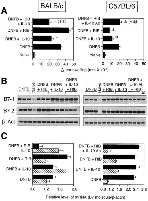 FIGURE 4. The ribavirin-mediated regulation of CHS responses and expression of the costimulatory molecules, B7-1 and B7-2, in BALB/c (left panels) and C57BL/6 (right panels) mice is dependent on IL-10. A, CHS responses were induced in five groups of five mice of either strain by sensitization (day 0) and challenge (day 6) with DNFB (Primed), as described in Materials and Methods. Twenty-four hours before challenge, two Primed BALB/c groups and one Primed C57BL/6 group were administered IL-10 (1 μg) i.p., and one Primed C57BL/6 group was administered anti-IL-10 Ab (50 μg) i.p. At the time of challenge with 0.12% DNFB, two BALB/c groups, one Primed group (Primed + RIB), and one Primed group injected with IL-10 (Primed + RIB + IL-10) were administered 5 μg of ribavirin (RIB) in PBS by i. p. injection. Of the C57BL/6 mice, one Primed group (Primed + RIB) and one Primed group injected with anti-IL-10 Ab (Primed + RIB + IL-10 Ab) were administered 5 μg of ribavirin. All mouse groups, including the remaining DNFB-primed, IL-10 group from each strain (Primed + IL-10), were challenged on the ears with 0.12% DNFB on day 6. The ear swelling in all groups (including an unsensitized control group (Naive)) was measured after 24 h. The data shown as mean ear swelling (mm × 10−2) ± SD are representative of two experiments with five to six animals in each test group. ∗, p = 0.0002 for group comparisons against DNFB-primed mice alone. ∗∗, p = 0.0003 for comparison against ribavirin-treated DNFB-primed mice. B, B7-1 and B7-2 mRNA expression, 24 h post-DNFB challenge, was determined in total RNA isolated from the LNC of individual DNFB-primed mice (DNFB) and DNFB-primed mice treated with either IL-10 (DNFB + IL-10), ribavirin (DNFB + RIB), or ribavirin and IL-10 (BALB/c) (DNFB + IL-10 + RIB) or ribavirin and anti-IL-10 Ab (C57BL/6) (DNFB + anti-IL-10 Ab + RIB). B7-1 and and B7-2 mRNA levels were assessed following RT-PCR and Southern blot analysis with specific 32P-labeled DNA probes. RNA samples from an unprimed mouse challenged with DNFB (Naive) and a DNFB-primed C57BL/6 mouse injected with isotype control Ab (Ig) were also included. Autoradiography data are representative of two separate experiments using three mice per treatment group. C, The relative changes in B7-1 (hatched bars), and B7-2 (solid bars) mRNA expression from the mouse groups in B are presented as densitometric readings. Primed, Primed + RIB, Primed + IL-10, and Primed + RIB + IL-10 (BALB/c) and Primed + RIB + anti-IL-10 Ab (C57BL/6) mouse groups are normalized for any variations in input RNA by determining the densitometric ratio of mRNA of interest relative to mRNA of β-actin. Data are mean ± SD from a pool of five to six mice per group. p values for group comparisons against DNFB-primed mice alone: B7-1, 1) IL-10 alone, BALB/c, p = 0.004; C57BL/6, p = 0.009; 2) ribavirin alone, C57BL/6, p = 0.009; 3) IL-10 + ribavirin, BALB/c, p = 0.004; B7-2, 1) ribavirin alone, BALB/c, p = 0.004; 2) IL-10 + ribavirin, BALB/c, p = 0.004. p values for comparison of effect of IL-10 (BALB/c) or anti-IL-10 Ab (C57BL/6) against ribavirin-treated DNFB-primed mice: B7-1, BALB/c, p = 0.004; C57BL/6, p = 0.009; B7-2, BALB/c, p = 0.004.