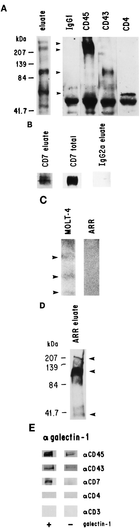 FIGURE 1. CD45, CD43, CD7, CD4, and CD3 bound to galectin-1. A, Galectin-1 binding proteins were isolated from MOLT-4 membrane proteins using galectin-1 affinity chromatography (eluate). Immunoprecipitations were performed on the eluate using the indicated mAbs or an isotype matched control. CD45, CD43, and CD4 are indicated by arrowheads. B, CD7 bound to galectin-1. Immunoprecipitations were performed on MOLT-4 membrane proteins before galectin-1 affinity chromatography (total) or on the eluate from the galectin-1 affinity column (eluate) using a CD7 Ab or an isotype matched control. C, Bands corresponding to the Mr of components of the CD3 complex were present in the eluate isolated from the CD3+ T cell line MOLT-4, but absent from the eluate isolated from the CD3− T cell line ARR. Arrowheads indicate the 28-, 20-, and 16-kDa bands present in the MOLT-4 lane, but absent in the ARR lane. The area shown is taken from the ARR lane shown in D. The MOLT-4 sample was exposed for 15 s and the ARR sample was exposed for 6 min. D, The ARR cell surface glycoproteins CD45R0, CD43, and CD7 (arrowheads) bound to galectin-1. E, CD45, CD43, and CD7, but not CD4 and CD3 coimmunoprecipitated with galectin-1 from MOLT-4 cells treated with galectin-1 (+ galectin-1), but not from MOLT-4 cells not treated with galectin-1 (− galectin-1).