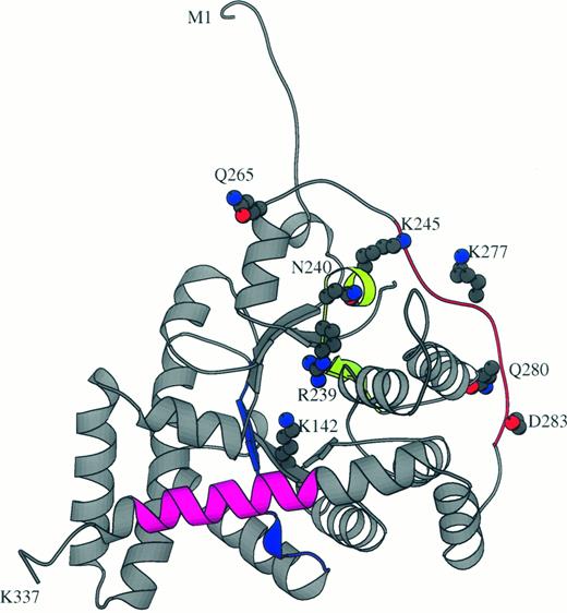 FIGURE 3. Three-dimensional model of human transaldolase (TAL-H) displayed with the Molscript program (40 ). TAL-H forms an αβ barrel, 14 α helices (represented by spirals) around 8 β sheets (represented by wide flat arrows). The catalytic site with the Schiff base-forming Lys142 (K142) is on strand β4. The first and last residues (M1, K337), K142, the polar/charged residues of peptide 24 (R239, N240, K245) and peptide 28 (K277, Q280, D283), and the starting residue (Q265) of an immunodominant loop between residues 265 and 290 are shown as landmarks. Circles show the orientation of nitrogen (blue circles), oxygen (red) and carbon atoms (gray circles) of topographically exposed and charged amino acids.