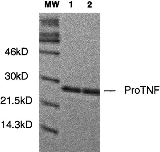 FIGURE 4. Comparison of TNF expression by proTNF and proTNF + dTACE transfectants. ProTNF (1) or proTNF + dTACE (2) transfected cells were pulsed with [35S]cysteine before lysis, immunoprecipitation, and analysis by SDS-PAGE and autoradiography.