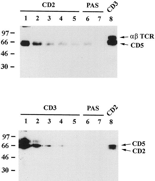 FIGURE 6. CD2 and CD3 associations with CD5 are independent events in JKHM cells. Cells were surface biotinylated and lysed in Brij 96 lysis buffer. Upper panel, CD2 was depleted from the lysates with five 30-min rounds of depletion using the RFT11 mAb and protein A-Sepharose beads, plus two 30-min rounds of incubation with protein A-Sepharose beads (PAS). CD3 was then immunoprecipitated with OKT3. In the CD3 lane, CD5 is clearly detected as well as the TCR αβ heterodimer. Lower panel, Depletion of CD3 using five 30-min rounds of OKT3 immunoprecipitation and two extra rounds using protein A-Sepharose alone, following which CD2 was immunoprecipitated. CD5 is clearly detected in association with CD2.