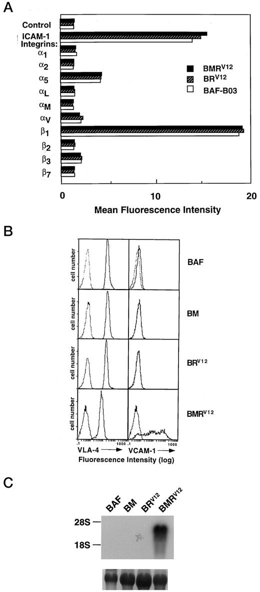 FIGURE 3. A, Flow cytometric analysis of expression of various integrin subunits and ICAM-1 on BAF-B03 cells (white bar), BRV12 cells (shaded bar), and BMRV12 cells (black bar). Mean fluorescence intensity values are shown. B, Flow cytometric analysis of α4 integrin and VCAM-1 expression on BAF-B03 cells and transfectants. The indicated cells were unstained (dotted line) or stained with anti-α4 integrin or anti-VCAM-1 mAbs (continuous line) followed by staining with FITC-labeled secondary Abs and flow cytometric analysis, as described in Materials and Methods. C, Northern blot analysis of expression of VCAM-1 transcripts in BAF-B03, BM, BRV12, and BMRV12 cells. Northern blot analysis was performed as described in Materials and Methods. The filters were stained with methylene blue to show 18S and 28S ribosomal RNAs (28S rRNA in bottom of each panel).