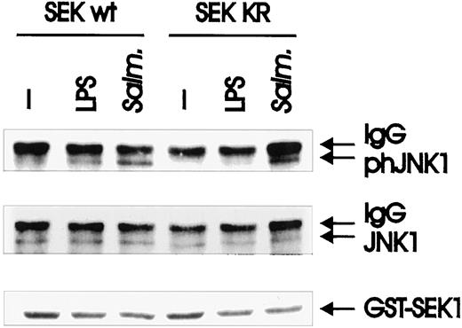 FIGURE 6. Dominant-negative SEK1 blocks LPS-induced, but not Salmonella-induced, JNK activation. BAC-1.2F5 cells were transfected with a plasmid encoding HA-tagged JNK1 together with GST-tagged wt or KR SEK1. HA-tagged JNK1 was immunoprecipitated from untreated cell and from cells stimulated with either LPS (1 μg/ml for 20 min) or Salmonella (20 min). The presence of phosphorylated (top panel) and unmodified HA-JNK1 (loading control, middle panel) as well the expression of GST-SEK wt and KR (bottom panel) was detected by immunoblotting with the corresponding Abs.