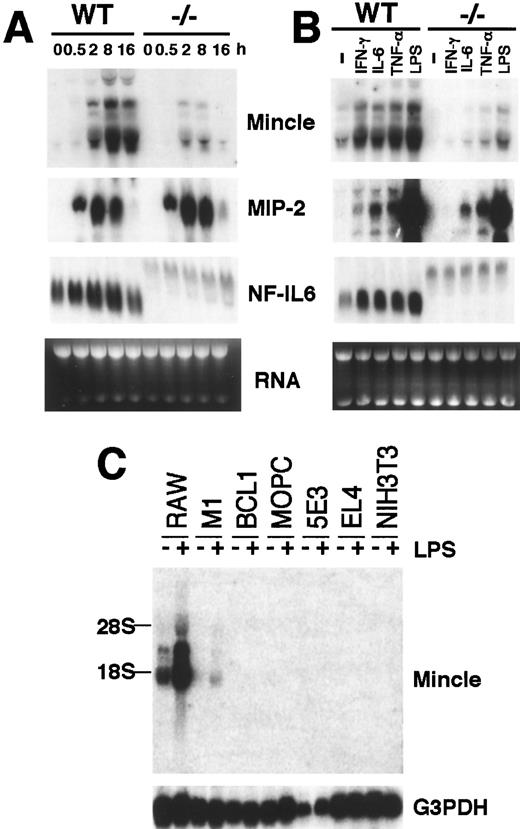 FIGURE 1. Expression of Mincle mRNA in PMφ and various cell lines in response to inflammatory stimuli. A, Mincle mRNA expression in PMφ at various time points following treatment with LPS. PMφ from WT and NF-IL6 (−/−) mice were stimulated with 100 ng/ml LPS for the indicated times. Total RNA (5 μg/lane) was electrophoresed, transferred to a nylon membrane, and hybridized with Mincle-specific probe. MIP-2 expression was a positive control to confirm that PMφ could effectively respond to LPS. Ethidium bromide staining of the gels (bottom) demonstrates equal loading of the samples. B, Mincle mRNA expression in PMφ treated with various inflammatory stimuli. PMφ were treated for 4 h with as follows: medium alone (−), IFN-γ (250 U/ml), IL-6 (2000 U/ml), TNF-α (5000 U/ml), and LPS (100 ng/ml). C, Mincle mRNA expression in various cell lines. The indicated cell lines were untreated or treated with LPS (100 ng/ml) for 4 h. The bottom panel shows a control hybridization with G3PDH probe.