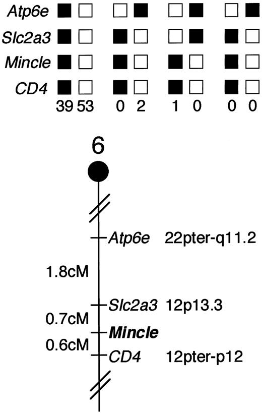 FIGURE 4. Mincle maps in the distal region of mouse chromosome 6. Mincle was placed on mouse chromosome 6 by interspecific back-cross analysis. The segregation patterns of Mincle and flanking genes in 95 back-cross animals that were typed for all loci are shown (upper panel). For individual pairs of loci, >95 animals were typed. Each column represents the chromosome identified in the back-cross progeny that was inherited from the (C57BL/6J × M. spretus) F1 parent. The shaded boxes represent the presence of a C57BL/6J allele, and white boxes represent the presence of a M. spretus allele. The number of offspring inheriting each type of chromosome is listed at the bottom of each column. A partial chromosome 6 linkage map showing the location of Mincle in relation to linked genes is shown (lower panel). Recombination distances between loci in cM are shown to the left of the chromosome and the positions of loci in human chromosomes, where known, are shown to the right. References for the human map positions of loci cited in this study can be obtained from Genome Data Base, a computerized database of human linkage information maintained by The William H. Welch Medical Library of The Johns Hopkins University (Baltimore, MD).