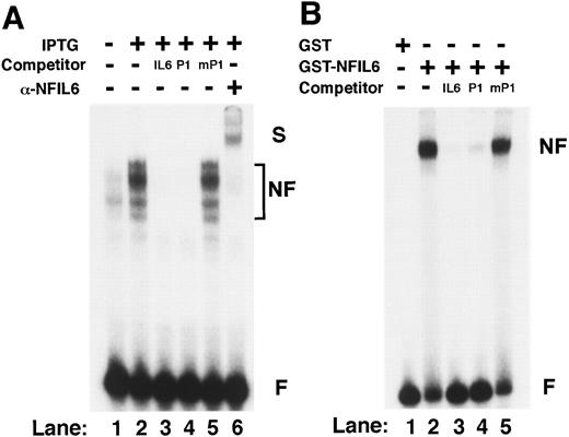 FIGURE 9. EMSA of the mouse Mincle promoter NF-IL6 binding site. A, A double-stranded oligonucleotide P1 corresponding to the sequence from −76 to −45 was 32P-labeled and incubated with nuclear protein prepared from control NF-IL6 M1 cells (lane 1) or 12-h IPTG-treated NF-IL6 M1 cells (lanes 2–6). The double-stranded competitor oligonucleotides from the human IL-6 promoter (IL-6), P1, and mutated P1 (mP1) were added at a 100-fold molar excess over P1 probe (lane 3–5). In lane 6, polyclonal Ab to NF-IL6 was added to the binding reaction. The position of supershifted complexes (S), probe-nuclear protein complexes (NF), and free probe (F) are marked on the right. B, P1 probe was incubated with GST protein (lane 1) or GST-NF-IL6 fusion protein (lane 2–5). A 100-fold molar excess of unlabeled IL-6, P1 and mP1 were added to the binding reaction (lane 3–5). The position of probe-GST-NF-IL6 protein complexes (NF) and free probe (F) are marked on the right.